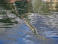 /album/galleria-fotografica/image002-jpg/